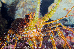 spotted lobster, Nikon d7000, 60mm macro, ikelite housing by Boz Johnson 